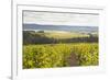 Champagne Vineyards in the Cote Des Bar Area of Aube, Champagne-Ardennes, France, Europe-Julian Elliott-Framed Photographic Print