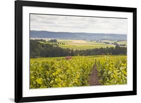 Champagne Vineyards in the Cote Des Bar Area of Aube, Champagne-Ardennes, France, Europe-Julian Elliott-Framed Photographic Print