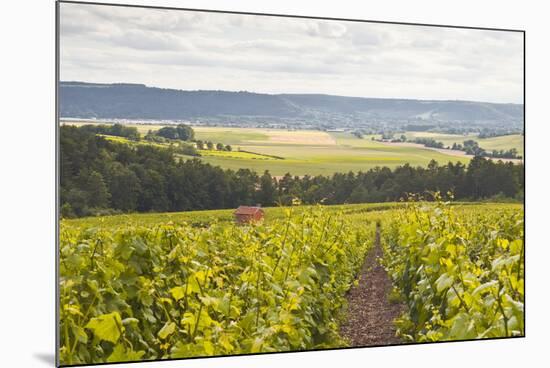 Champagne Vineyards in the Cote Des Bar Area of Aube, Champagne-Ardennes, France, Europe-Julian Elliott-Mounted Photographic Print