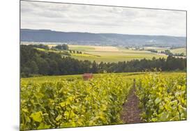 Champagne Vineyards in the Cote Des Bar Area of Aube, Champagne-Ardennes, France, Europe-Julian Elliott-Mounted Photographic Print