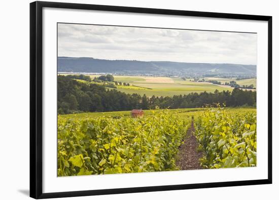 Champagne Vineyards in the Cote Des Bar Area of Aube, Champagne-Ardennes, France, Europe-Julian Elliott-Framed Photographic Print