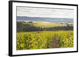 Champagne Vineyards in the Cote Des Bar Area of Aube, Champagne-Ardennes, France, Europe-Julian Elliott-Framed Photographic Print