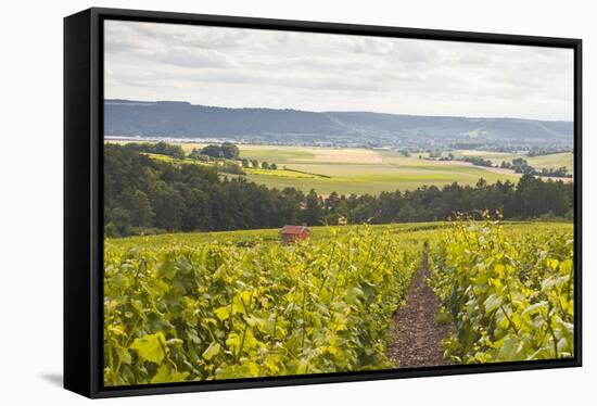 Champagne Vineyards in the Cote Des Bar Area of Aube, Champagne-Ardennes, France, Europe-Julian Elliott-Framed Stretched Canvas