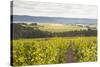 Champagne Vineyards in the Cote Des Bar Area of Aube, Champagne-Ardennes, France, Europe-Julian Elliott-Stretched Canvas