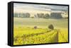 Champagne Vineyards in the Cote Des Bar Area of Aube, Champagne-Ardennes, France, Europe-Julian Elliott-Framed Stretched Canvas