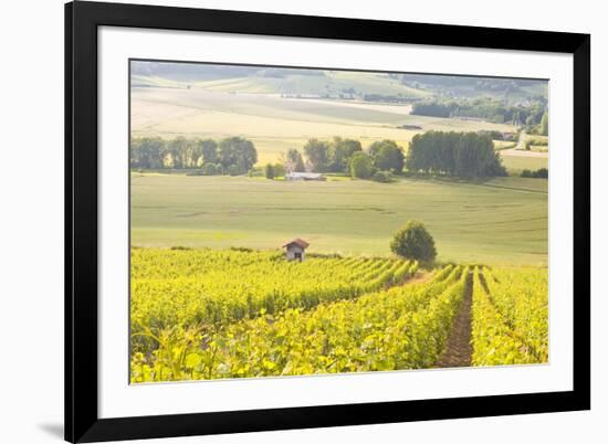 Champagne Vineyards in the Cote Des Bar Area of Aube, Champagne-Ardennes, France, Europe-Julian Elliott-Framed Photographic Print