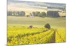 Champagne Vineyards in the Cote Des Bar Area of Aube, Champagne-Ardennes, France, Europe-Julian Elliott-Mounted Photographic Print