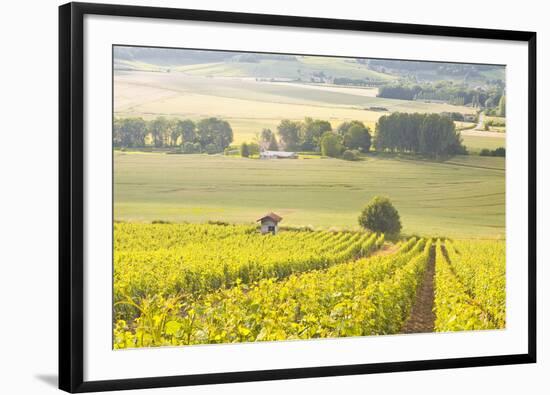 Champagne Vineyards in the Cote Des Bar Area of Aube, Champagne-Ardennes, France, Europe-Julian Elliott-Framed Photographic Print