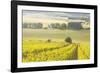 Champagne Vineyards in the Cote Des Bar Area of Aube, Champagne-Ardennes, France, Europe-Julian Elliott-Framed Photographic Print