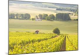 Champagne Vineyards in the Cote Des Bar Area of Aube, Champagne-Ardennes, France, Europe-Julian Elliott-Mounted Photographic Print