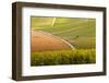 Champagne Vineyards in the Cote Des Bar Area of Aube, Champagne-Ardennes, France, Europe-Julian Elliott-Framed Photographic Print