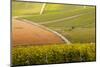 Champagne Vineyards in the Cote Des Bar Area of Aube, Champagne-Ardennes, France, Europe-Julian Elliott-Mounted Photographic Print