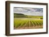 Champagne Vineyards in the Cote Des Bar Area of Aube, Champagne-Ardennes, France, Europe-Julian Elliott-Framed Photographic Print