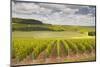 Champagne Vineyards in the Cote Des Bar Area of Aube, Champagne-Ardennes, France, Europe-Julian Elliott-Mounted Photographic Print