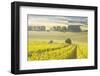 Champagne Vineyards in the Cote Des Bar Area of Aube, Champagne-Ardennes, France, Europe-Julian Elliott-Framed Photographic Print