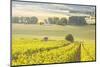 Champagne Vineyards in the Cote Des Bar Area of Aube, Champagne-Ardennes, France, Europe-Julian Elliott-Mounted Photographic Print