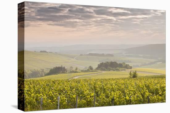 Champagne Vineyards in the Cote Des Bar Area of the Aube Department Near to Les Riceys-Julian Elliott-Stretched Canvas