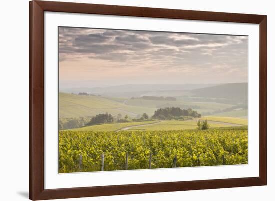 Champagne Vineyards in the Cote Des Bar Area of the Aube Department Near to Les Riceys-Julian Elliott-Framed Photographic Print