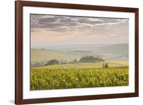 Champagne Vineyards in the Cote Des Bar Area of the Aube Department Near to Les Riceys-Julian Elliott-Framed Photographic Print