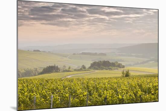 Champagne Vineyards in the Cote Des Bar Area of the Aube Department Near to Les Riceys-Julian Elliott-Mounted Photographic Print