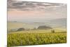 Champagne Vineyards in the Cote Des Bar Area of the Aube Department Near to Les Riceys-Julian Elliott-Mounted Photographic Print