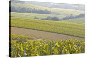 Champagne Vineyards in the Cote Des Bar Area of the Aube Department Near to Les Riceys-Julian Elliott-Stretched Canvas