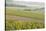 Champagne Vineyards in the Cote Des Bar Area of the Aube Department Near to Les Riceys-Julian Elliott-Stretched Canvas