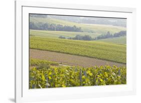 Champagne Vineyards in the Cote Des Bar Area of the Aube Department Near to Les Riceys-Julian Elliott-Framed Photographic Print