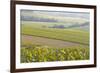 Champagne Vineyards in the Cote Des Bar Area of the Aube Department Near to Les Riceys-Julian Elliott-Framed Photographic Print