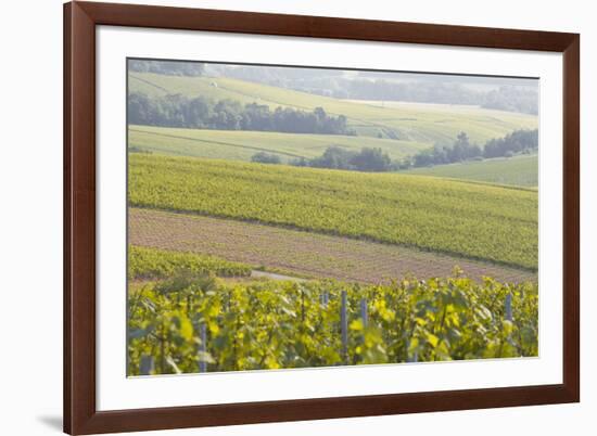 Champagne Vineyards in the Cote Des Bar Area of the Aube Department Near to Les Riceys-Julian Elliott-Framed Photographic Print