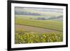 Champagne Vineyards in the Cote Des Bar Area of the Aube Department Near to Les Riceys-Julian Elliott-Framed Photographic Print