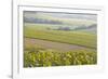 Champagne Vineyards in the Cote Des Bar Area of the Aube Department Near to Les Riceys-Julian Elliott-Framed Photographic Print