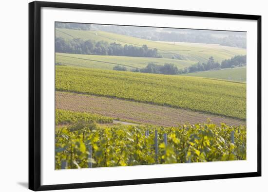 Champagne Vineyards in the Cote Des Bar Area of the Aube Department Near to Les Riceys-Julian Elliott-Framed Photographic Print