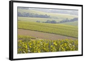 Champagne Vineyards in the Cote Des Bar Area of the Aube Department Near to Les Riceys-Julian Elliott-Framed Photographic Print