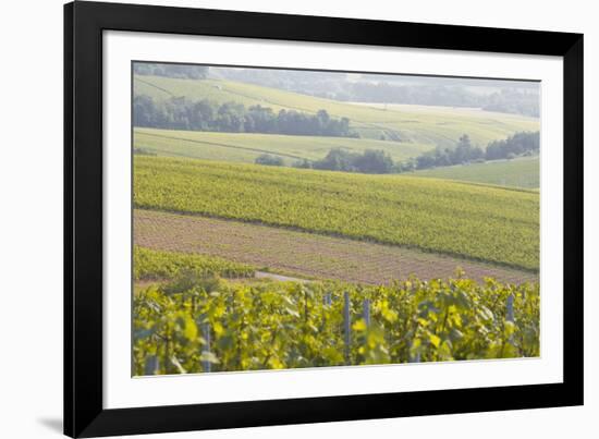 Champagne Vineyards in the Cote Des Bar Area of the Aube Department Near to Les Riceys-Julian Elliott-Framed Photographic Print