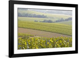 Champagne Vineyards in the Cote Des Bar Area of the Aube Department Near to Les Riceys-Julian Elliott-Framed Photographic Print