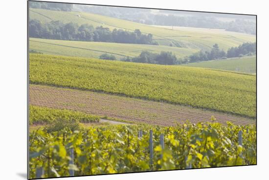 Champagne Vineyards in the Cote Des Bar Area of the Aube Department Near to Les Riceys-Julian Elliott-Mounted Photographic Print