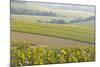 Champagne Vineyards in the Cote Des Bar Area of the Aube Department Near to Les Riceys-Julian Elliott-Mounted Photographic Print