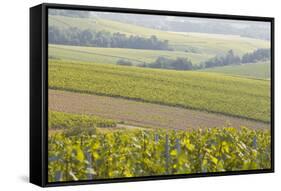 Champagne Vineyards in the Cote Des Bar Area of the Aube Department Near to Les Riceys-Julian Elliott-Framed Stretched Canvas