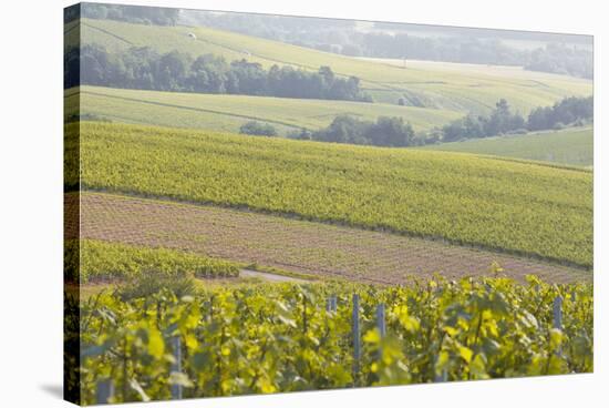 Champagne Vineyards in the Cote Des Bar Area of the Aube Department Near to Les Riceys-Julian Elliott-Stretched Canvas