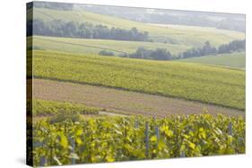 Champagne Vineyards in the Cote Des Bar Area of the Aube Department Near to Les Riceys-Julian Elliott-Stretched Canvas