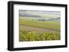 Champagne Vineyards in the Cote Des Bar Area of the Aube Department Near to Les Riceys-Julian Elliott-Framed Photographic Print