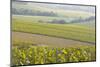 Champagne Vineyards in the Cote Des Bar Area of the Aube Department Near to Les Riceys-Julian Elliott-Mounted Photographic Print