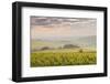 Champagne Vineyards in the Cote Des Bar Area of the Aube Department Near to Les Riceys-Julian Elliott-Framed Photographic Print