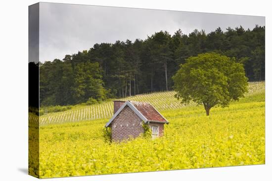 Champagne Vineyards in the Cote Des Bar Area of the Aube Department-Julian Elliott-Stretched Canvas