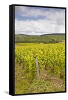 Champagne Vineyards in the Cote Des Bar Area of the Aube Department-Julian Elliott-Framed Stretched Canvas