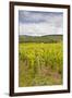 Champagne Vineyards in the Cote Des Bar Area of the Aube Department-Julian Elliott-Framed Photographic Print