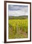 Champagne Vineyards in the Cote Des Bar Area of the Aube Department-Julian Elliott-Framed Photographic Print