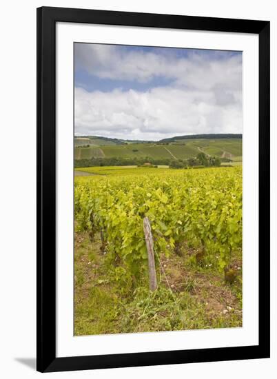 Champagne Vineyards in the Cote Des Bar Area of the Aube Department-Julian Elliott-Framed Photographic Print