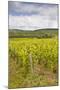 Champagne Vineyards in the Cote Des Bar Area of the Aube Department-Julian Elliott-Mounted Photographic Print